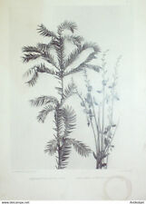 Genêt (Génista scoparia)