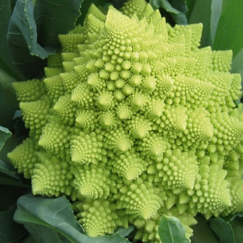 100 graines chou romanesco - 100,