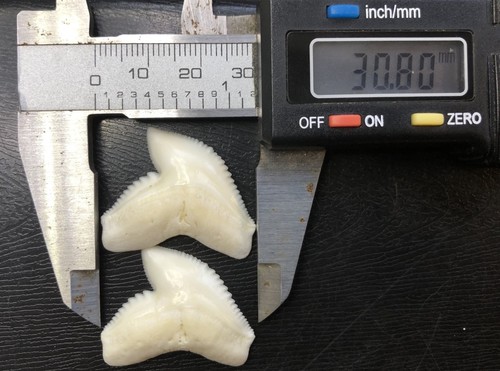 Dent requin mâchoire de - dent,