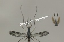 Entomologie (moustiques