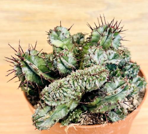 Euphorbia horrida crestata - f.,