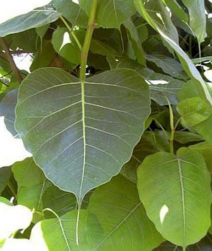 Ficus religiosa arbuste sacré - arbuste,