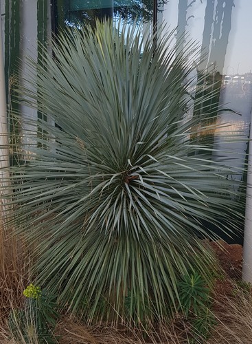 Yucca rostrata sapphire - rostrata, 'sapphire