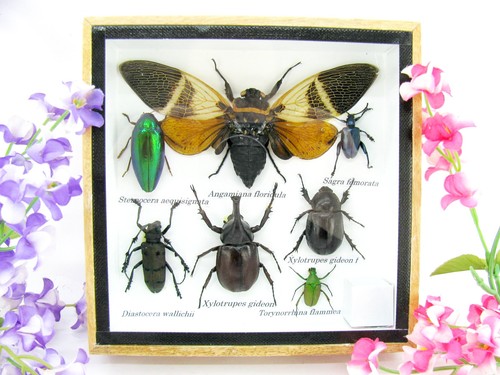 Insectes exotiques réel - -,