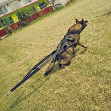 Harnais de Traction pour Chien