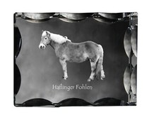 Haflinger Poulain - Crystal