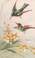 CPA FANTAISIE :  C. KLEIN  MAGNIFIQUES OISEAUX