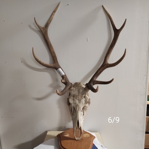 Massacre bois cerf - massacre,