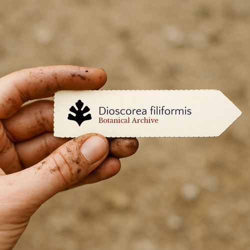 Dioscorea filiformis seeds - dioscorea,