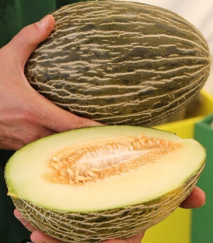 Lot graines de melon - graines,