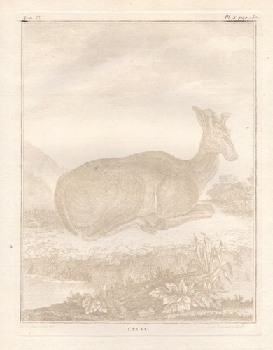Elan élan animaux gravure - Élan,