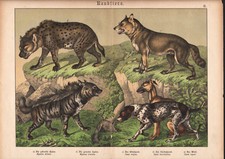 1886 Belle lithographie originale hyène chien canidés animaux carnivores gravure