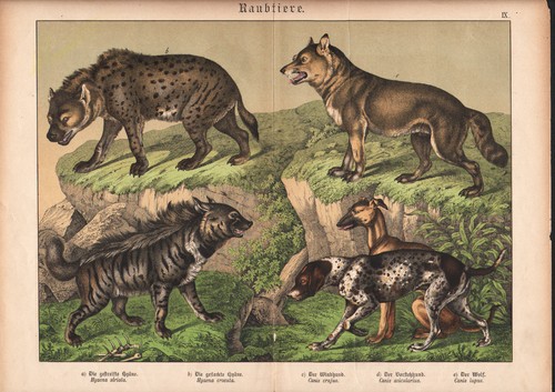 1886 belle lithographie - belle,