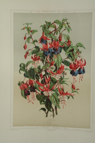 Lithographie couleur originale