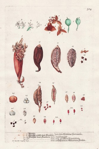 Cardamome fleur sperme épices - cardamome,