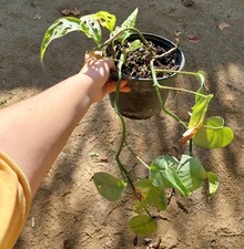 Monstera adansonii – Feuillage ajouré, plante graphique et tropicale