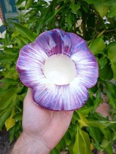 Delphin Massié (d'après) Vide poche Barbotine Fleur Anémone Violette XIXe Siècle