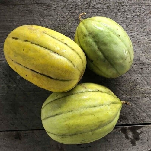 Navajo yellow melon gold - yellow,