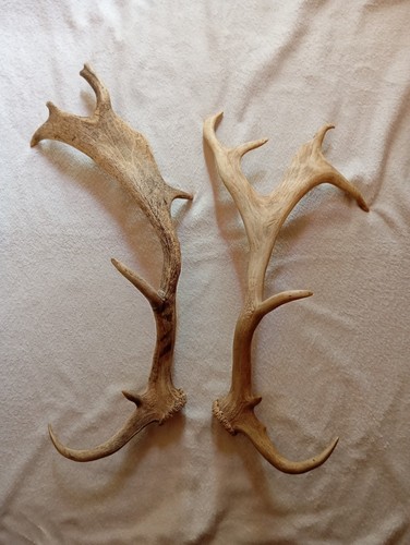 Lot deux bois cervidés - deux,