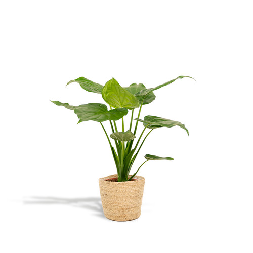 Oreille éléphant alocasia - oreille,