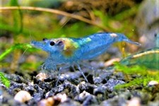 Lot crevette blue jelly - crevette,