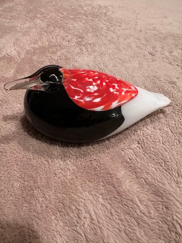 Oivatoikka nuutajärvi bird - oivatoikka,