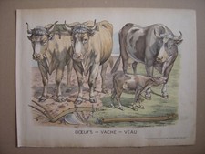 Grande image d'épinal entoilée BOEUFS VACHE VEAU Imagerie d'Epinal Pellerin