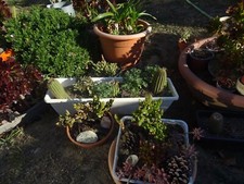 LOT =3cactés et plantes