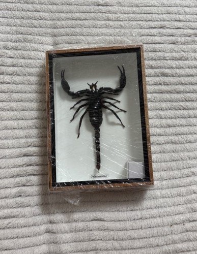 Palamnaersus scorpion - palamnaersus,