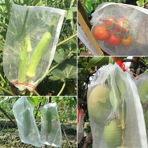 Fruit filet sacs agriculture - filet,