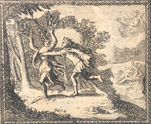 Daphnée changée laurier - daphnée, en