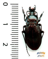 Carabidae - (ARCHI)CARABUS NEMORALIS PRASINOCINCTUS, LITIGIOSUS, var. - 1581S