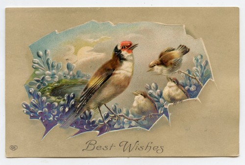 Chardonneret oiseaux - .,