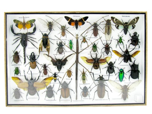 Insectes exotiques réel - insectes,