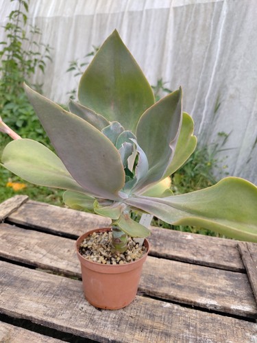 Echeveria gibbiflora var