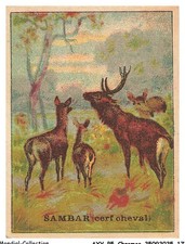 AXYP5-0368-CHROMOS - Chocolat pupier - Sambar - Usine modèle