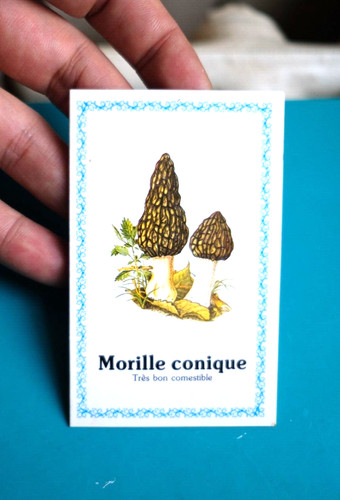 Mini calendrier champignon - mini,