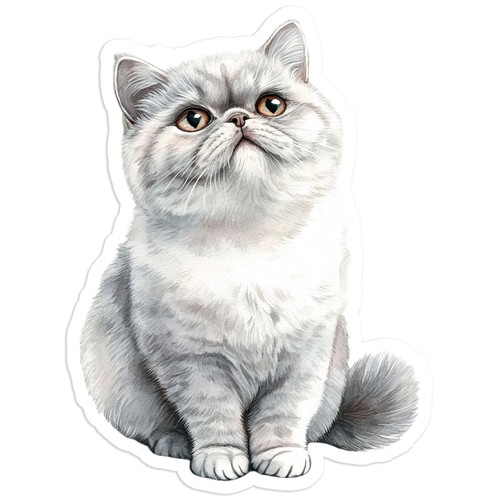 Silver british shorthair cat - silver,