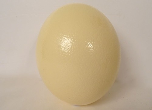 Oeuf autruche décoratif - oeuf, d'autruche