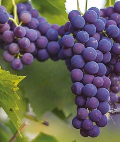 Boutures vigne isabelle - boutures,