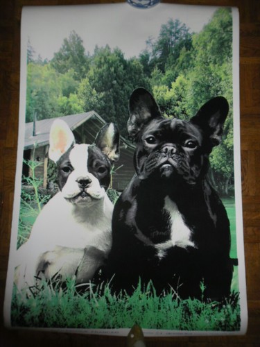 Chien bouledogue francais - chien,