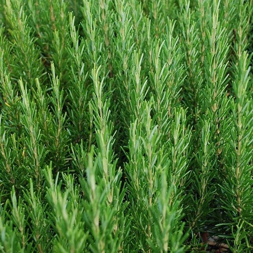 Lot graines de - 25, romarin