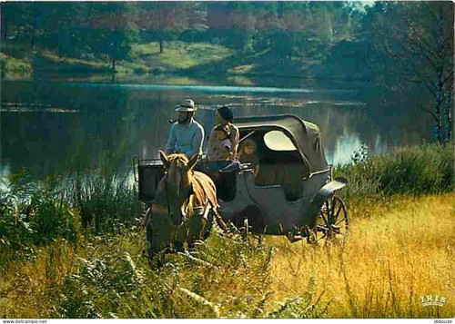 Carte postale animaux - carte,