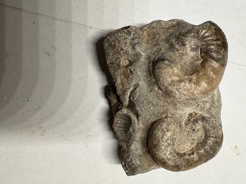 Ammonite multiple matrix - multiple,
