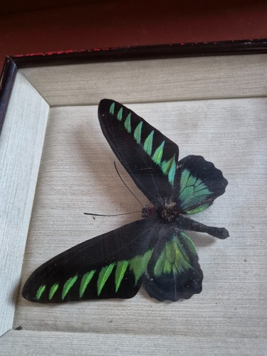 Cadre papillon naturalisé