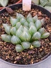 Haworthia obtusa 'Black'  Succulentes rare 