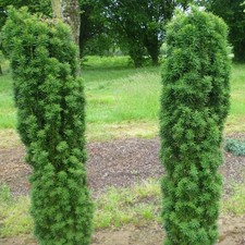Taxus baccata 'Fastigiata Robusta' - If vert fastigié