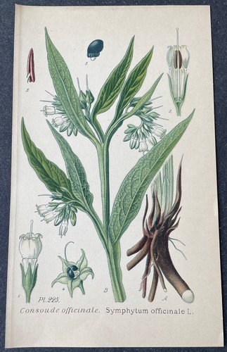 Botanique consoude officinale - botanique,