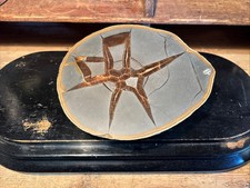 Septaria Avec Calcite Lorraine