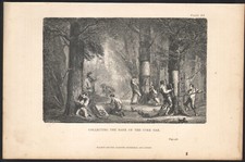 1866 Gravure originale Chêne-liège collecte de l'écorce Sylviculture Botanique